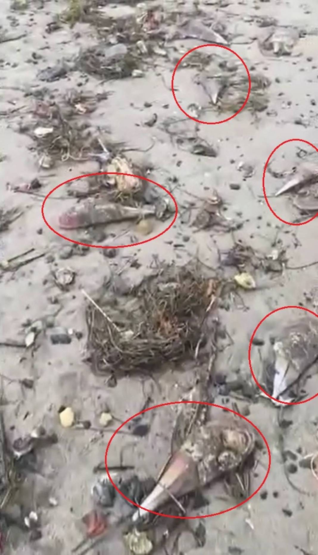 Marmara Denizi'nin son umuduydu: Cesetleri karaya vurdu! Uzmanlar endişeli, ekosistem tehlikede 7